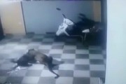 《以黑手党3主线任务慌忙逃跑流程攻略》（成功逃离危机）