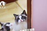 布偶星球你喜欢布偶吗？如何挑选最喜爱的布偶？