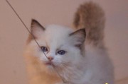 以小森生活猫咪（领养猫咪的方法）