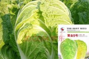小森生活白菜种植攻略（掌握白菜种植技巧）