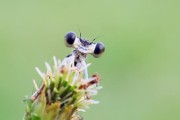 野餐大冒险昆虫都在哪里？全昆虫位置一览表如何查找？