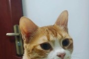 《红色屋顶的兔子家族》游戏中的兔子角色有哪些特点？它们的动机是什么？