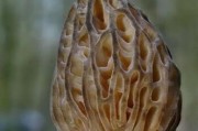 异星探险家刺菇种子玩法攻略？如何正确使用刺菇种子？