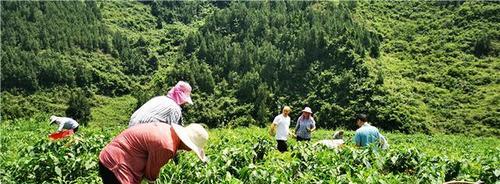 《王贵妃》——以票房大卖见证巨星风采（一个全方位的明星——王贵妃）
