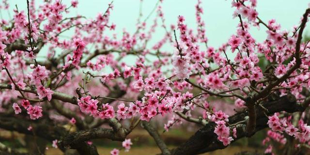 《花千骨手游》桃花精详解（属性、技能、搭配一览）