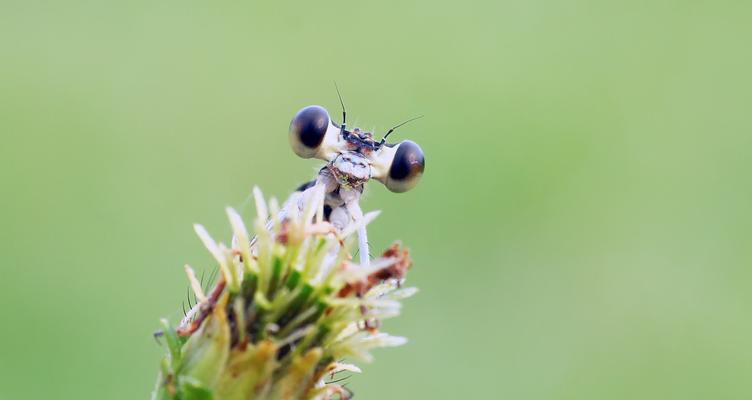 野餐大冒险昆虫都在哪里？全昆虫位置一览表如何查找？