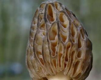 异星探险家刺菇种子玩法攻略？如何正确使用刺菇种子？