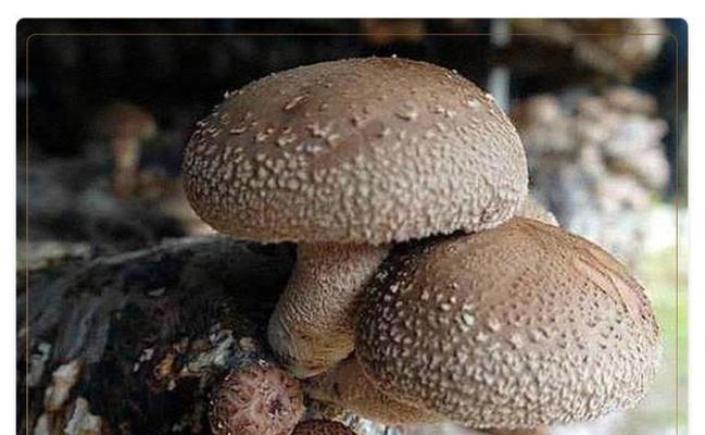异星探险家刺菇种子玩法攻略？如何正确使用刺菇种子？