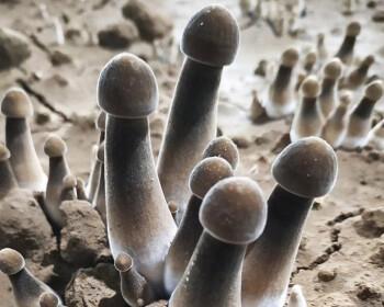 异星探险家刺菇种子玩法攻略？如何正确使用刺菇种子？