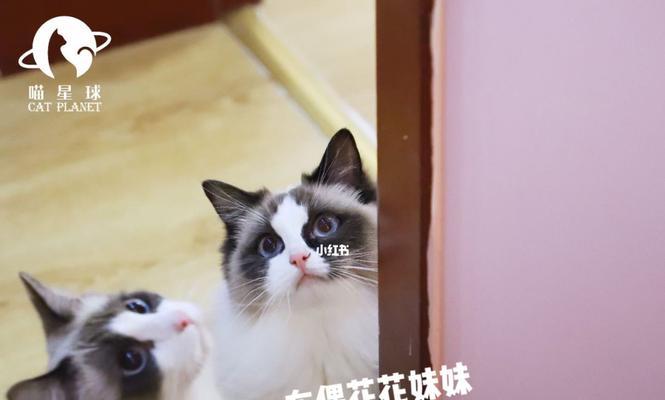 布偶星球你喜欢布偶吗？如何挑选最喜爱的布偶？
