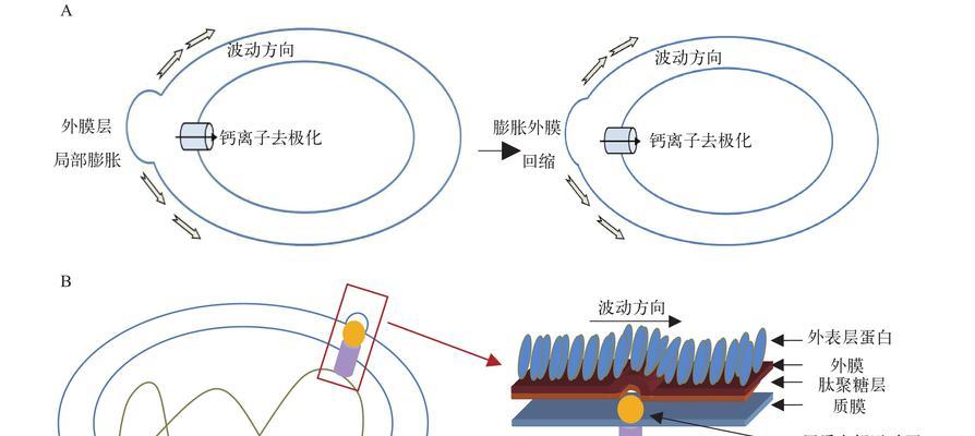 顿巴斯分身机制的解释是什么？